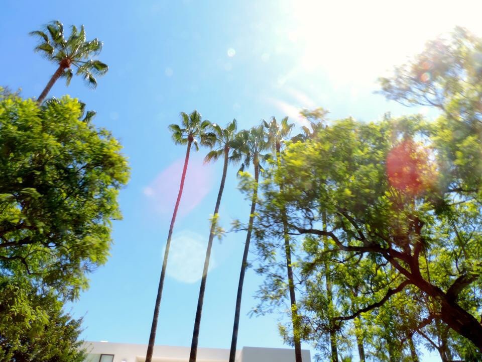 Palm Trees, chin doctors & angel wings: Welcome to LA
